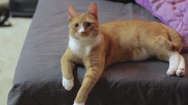 Slider shot of a cat looking at the camera.