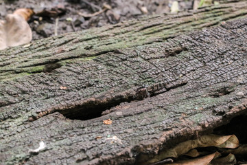 Close up Background texture of wood wallpaper