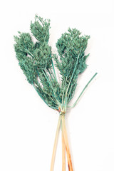 Closeu p of Dry green grass on white background