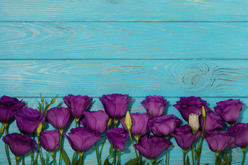 Fototapeta na wymiar Violet flowers - eustoma, on a white blue background.