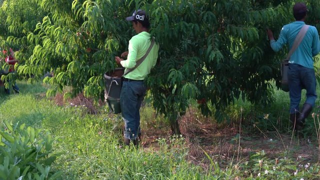 Immigrant farm hands picking peaches in an orchard.