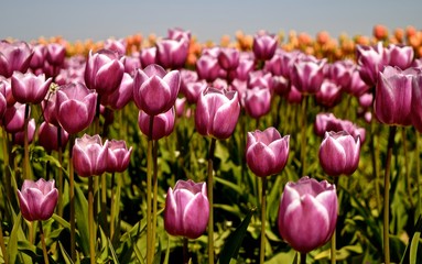 Obraz premium Tulips