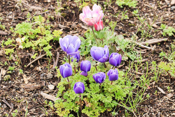 Group little violet tulip at shibazakura festival , Yamanashi, Kawaguchiko