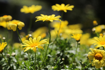 Euryops chrysanthemoides, African bush daisy, bull's-eye, Top view of bright yellow african bush daisy in the garden with dark green background