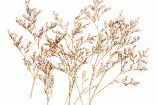 Group of white Dry Caspia Flowers on white background
