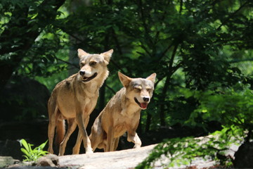 Wolves in forest