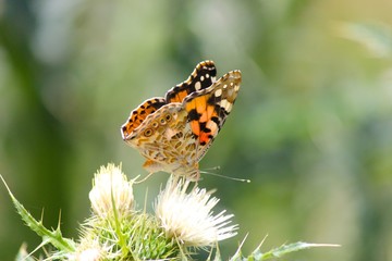 Butterfly with flower