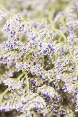 Macro white Dried Caspia Flowers background