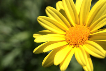 Euryops chrysanthemoides, African bush daisy, bull's-eye, Top view of bright yellow african bush...