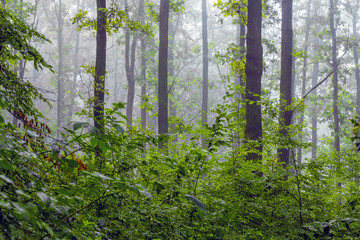 Trees and bushes in the woods in a thick morning fog_