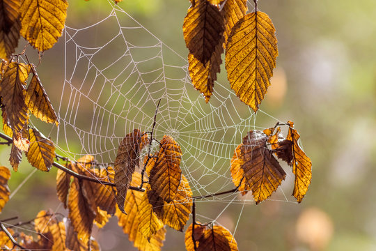 A cobweb  among brown dry leaves in the woods. Autumn day in the woods