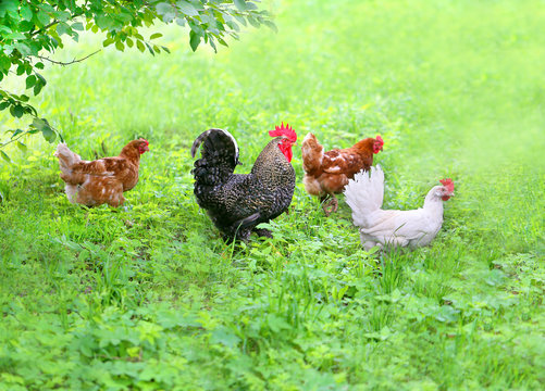 Photo of a funny funny cock and chickens