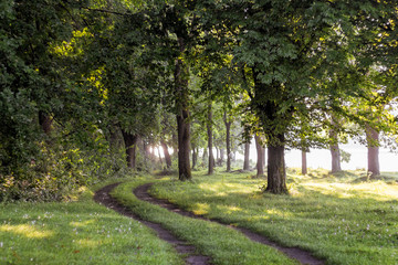 The road is in the forest near the river. Summer morning in the woods_