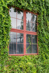 Natural green ivy cover wall background with windows