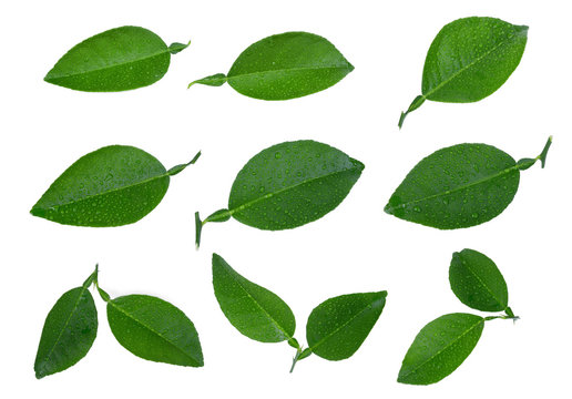 Fototapeta set of lemon green leaf with dorp water isolated on white background