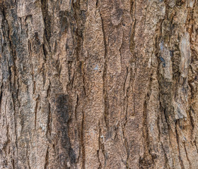 wood bark texture for background .