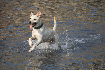 Very happy dog running through water - 215324349