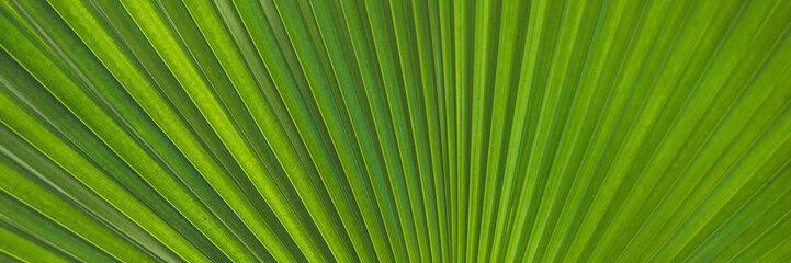 Green Footstool Palm Leaf through which the sun shines through BANNER, long format