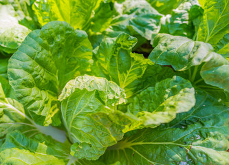 green cabbage growing on the ground.