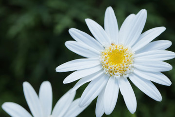 Obraz premium close up oxeye Daisy Leuchanthemum flower, perfectly white petals and detailed yellow center pistils. blurred in the background