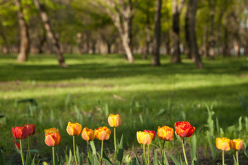 Tulips growing on a flower bed