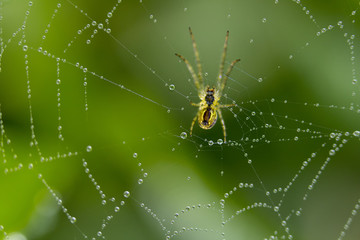 The spider sits on a web covered with drops of dew.