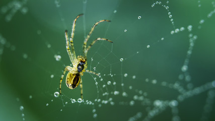 The spider sits on a web covered with drops of dew.