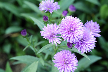 purple chinese aster in the tropical garden. some shoots of blooming Callistephus chinensis. some of purple aster flower.