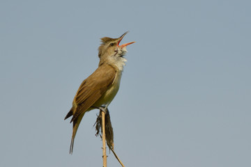 Great reed warbler on a reed stick