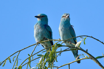 European blue roller on a branch