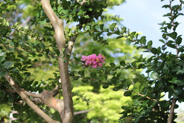 Fototapeta na wymiar ピンクの花06