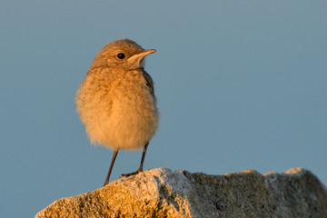 Northern wheatear chick on a rock