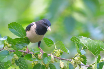 Obraz premium Rosy starling (pastor roseus)