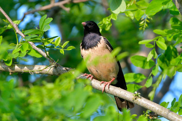 Rosy starling (pastor roseus)