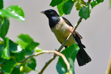 Rosy starling (pastor roseus)