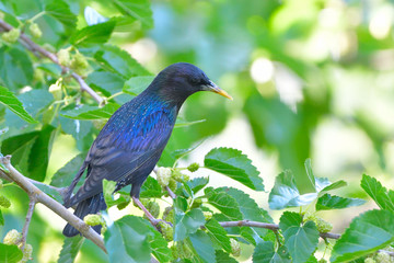 Starling on a tree