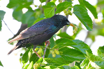Starling on a tree