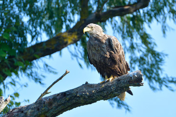 White Tailed Eagle on a branch