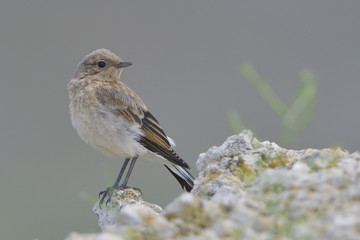 Pied Wheatear (Oenanthe pleschanka) chick