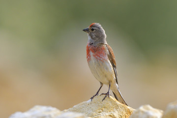 Common Linnet (Linaria cannabina), male