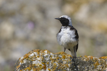 Pied wheatear on a rock