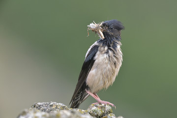 Rosy starling (Pastor roseus)