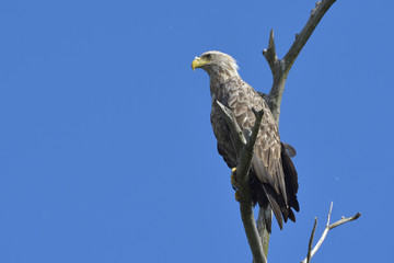White Tailed Eagle on a branch