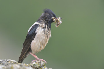 Rosy starling (Pastor roseus)