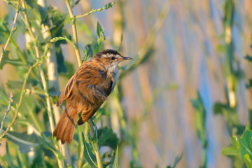 Moustached Warbler (Acrocephalus melanopogon)