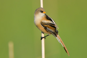 Bearded Reedling (Panurus biarmicus)