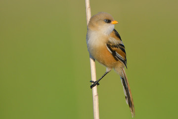 Bearded Reedling (Panurus biarmicus)