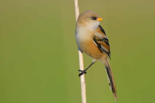 Bearded Reedling (Panurus biarmicus)