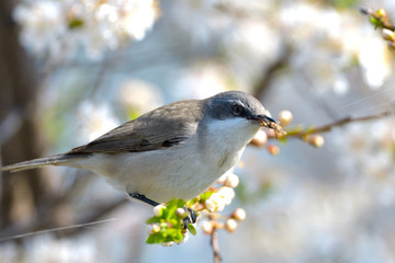 Lesser whitethroat on a tree