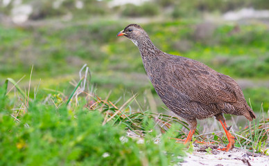 Cape spurfowl (Pternistis capensis) in Table Bay Nature Reserve